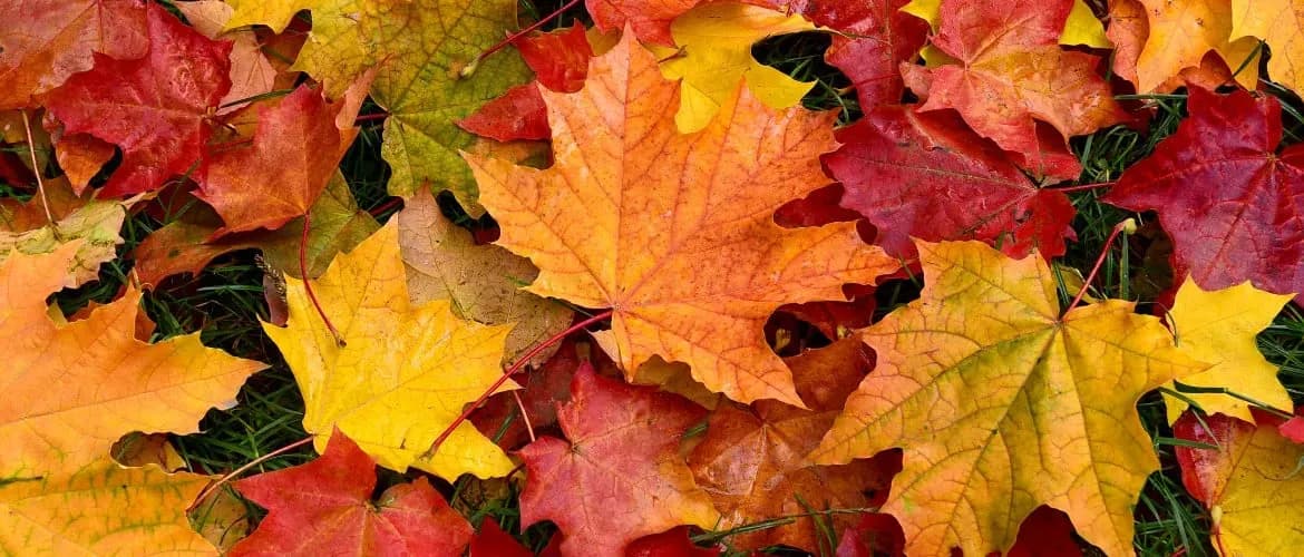 Herfst: De perfecte tijd voor persoonlijke verandering en BNB-verhuur